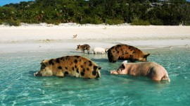 Pigs In The Bahamas Wallpaper Gallery