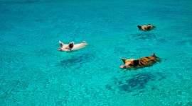 Pigs In The Bahamas Wallpaper HD