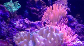 Sea Anemones Desktop Wallpaper