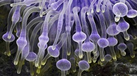 Sea Anemones Photo