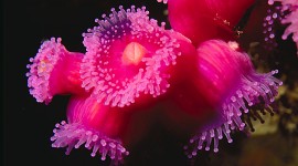 Sea Anemones Photo#1