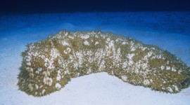 Sea Cucumbers Wallpaper For PC