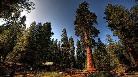 Sequoia National Park wallpapers high quality
