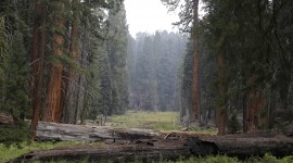 Sequoia National Park Wallpaper Download Free