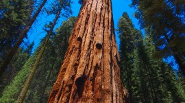 Sequoia National Park Wallpaper For Mobile