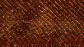 Snake Skin High Quality Wallpaper