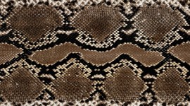 Snake Skin Wallpaper For Desktop