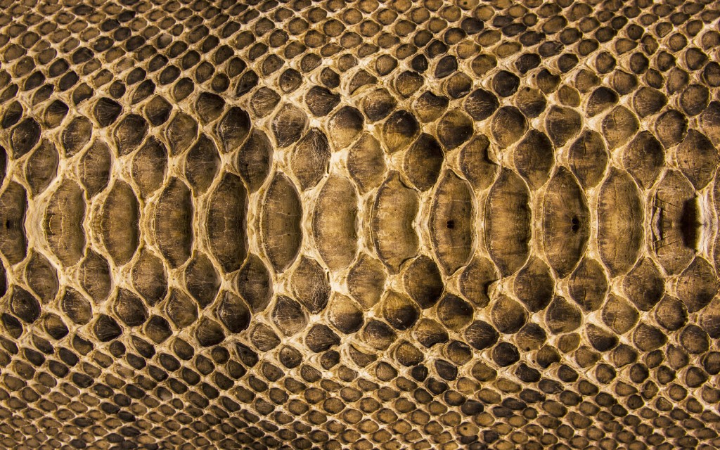 Snake Skin wallpapers HD
