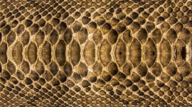 Snake Skin Wallpaper Gallery