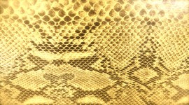 Snake Skin Wallpaper HQ