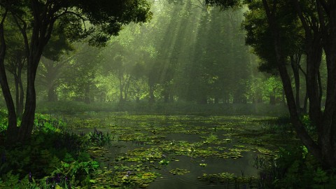 Swamp wallpapers high quality