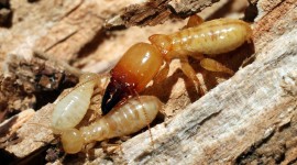 Termites Best Wallpaper