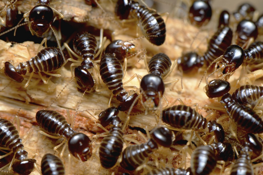 Termites wallpapers HD