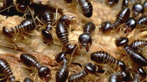 Termites wallpapers high quality