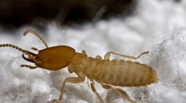 Termites Wallpaper Download