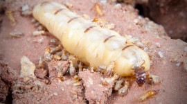 Termites Wallpaper For PC