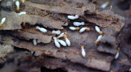 Termites Wallpaper Free