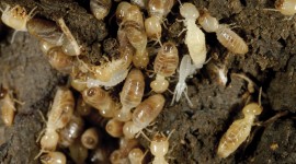 Termites Wallpaper HQ