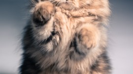 Thick Cats Wallpaper For IPhone