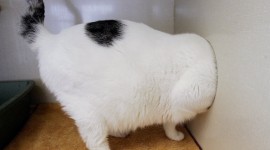 Thick Cats Wallpaper Gallery