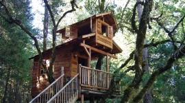 Tree House Wallpaper For PC