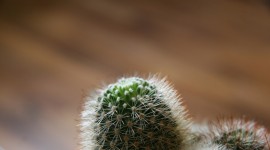 4K Cacti Photo#1
