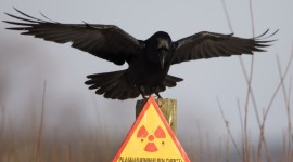 4K Crows Photo