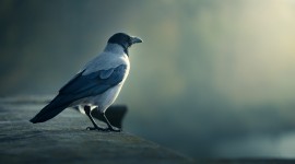 4K Crows Photo Download