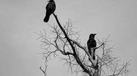 4K Crows Pics