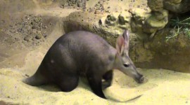 Aardvark Wallpaper 1080p