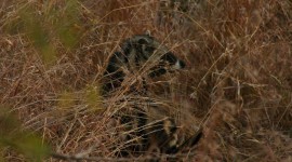 African Civet Cat Wallpaper Background