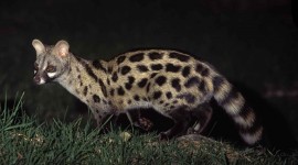 African Civet Cat Wallpaper Download