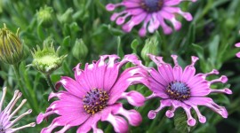 African Daisies Wallpaper For PC