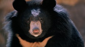 Asian Bear Desktop Wallpaper