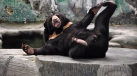 Asian Bear Desktop Wallpaper HD