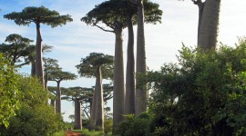 Baobabs Photo Free