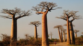 Baobabs Wallpaper Download Free