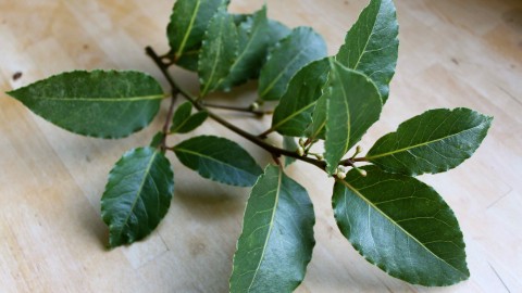 Bay Leaf wallpapers high quality