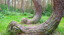 Bent Forest In Poland Desktop Wallpaper HD