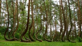 Bent Forest In Poland Photo Download