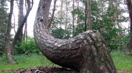 Bent Forest In Poland Photo#2