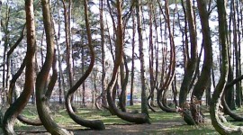 Bent Forest In Poland Wallpaper Free
