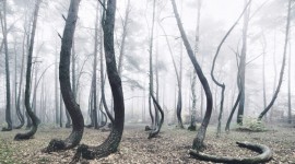 Bent Forest In Poland Wallpaper#2