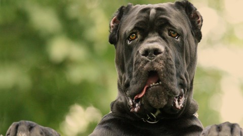 Cane Corso wallpapers high quality