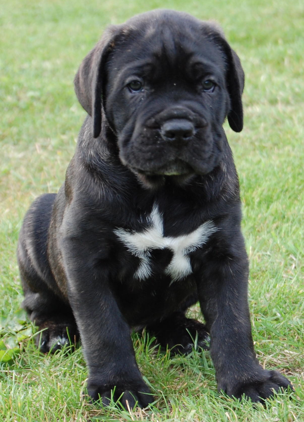 Cane Corso Wallpapers High Quality | Download Free