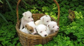 Dogs In Basket Photo Download