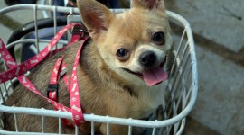 Dogs In Basket Photo#1