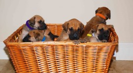 Dogs In Basket Pics