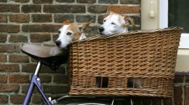Dogs In Basket Wallpaper 1080p