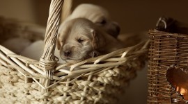 Dogs In Basket Wallpaper For Desktop
